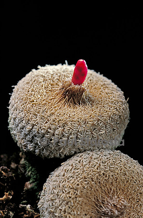 Epithelantha micromeris