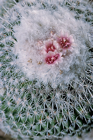 Epithelantha micromeris v. unguispina