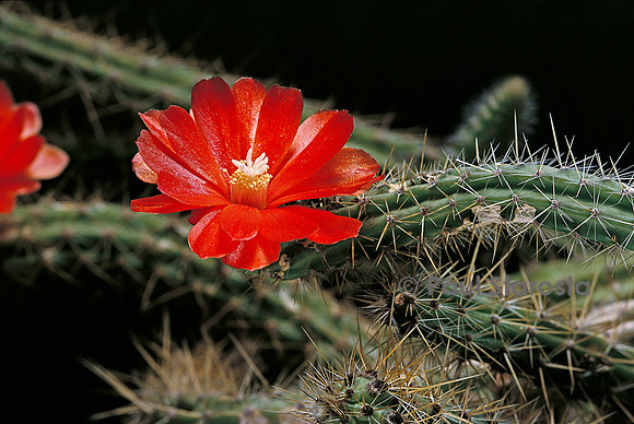Corryocactus erectus