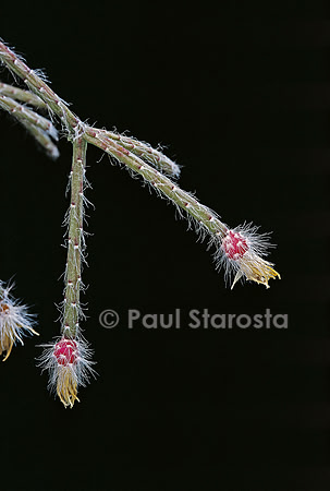 Rhipsalis pilocarpa
