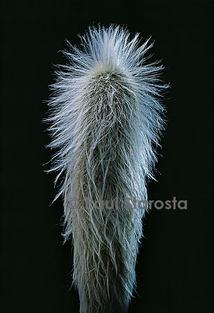 Espostoa ritteri
