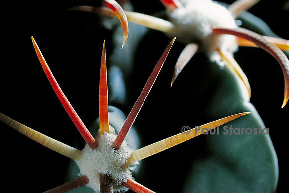 Ferocactus macrodiscus - épines