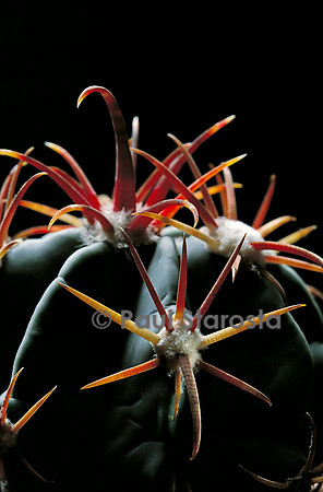 Ferocactus macrodiscus - épines