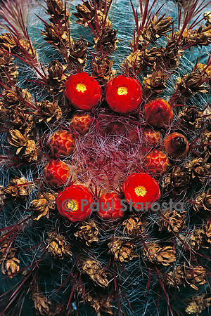 Ferocactus pilosus