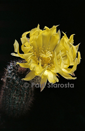 Frailea gracillima v. itapuensis