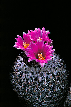 Turbinicarpus beguinii