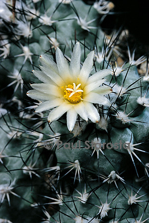 Turbinicarpus gieldorfianus