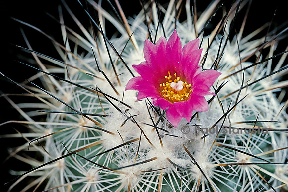 Turbinicarpus viereckii