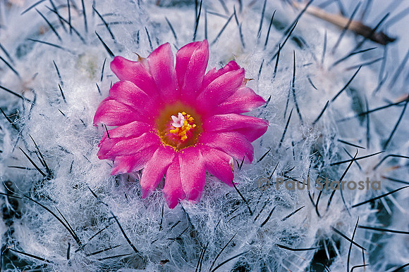 Turbinicarpus viereckii v. lau