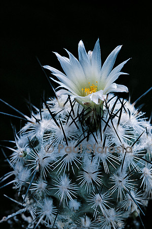 Turbinicarpus viereckii v. major
