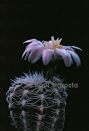 Gymnocalycium bruchii
