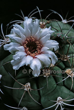 Gymnocalycium comarapense