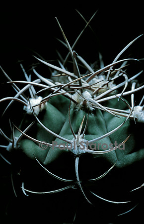 Gymnocalycium curvispinum