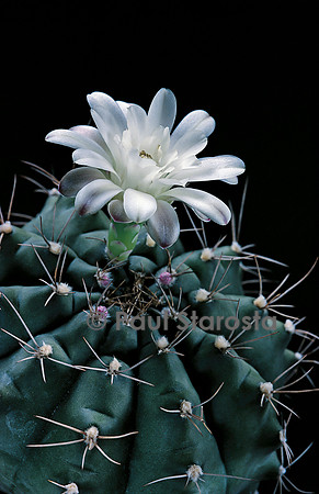 Gymnocalycium anisitsii ssp. damsii