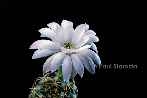 Gymnocalycium anisitsii ssp. damsii v. tucavocense