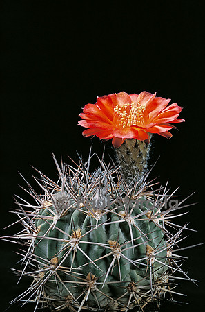 Echinopsis thionantha ssp. glauca
