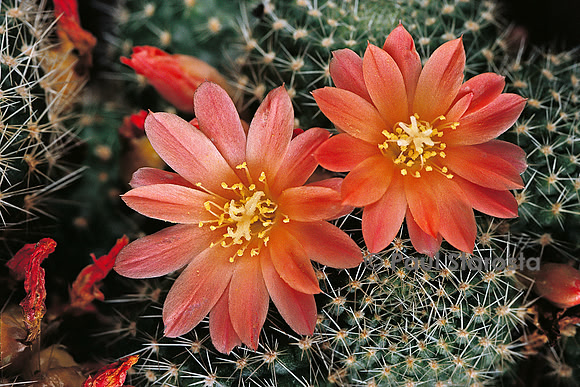 Rebutia graciliflora