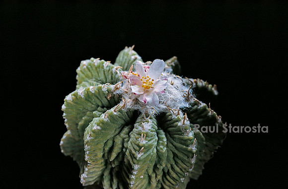 Aztekium ritteri
