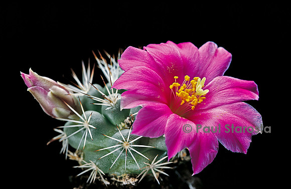 Mammillaria schumannii
