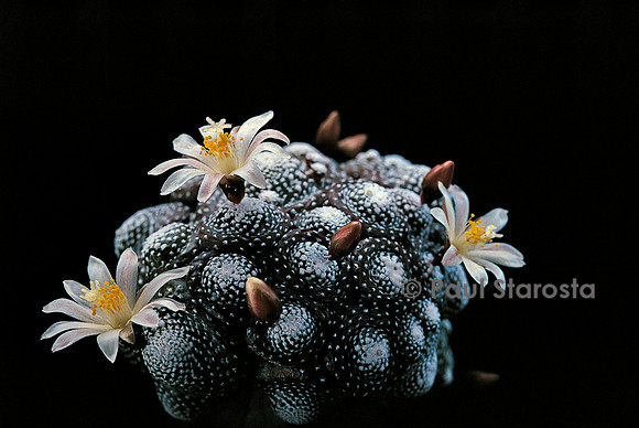 Blossfeldia liliputana