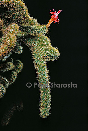 Cleistocactus samaipatanus