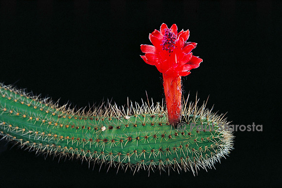 Cleistocactus samaipatanus