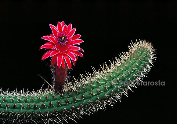 Cleistocactus samaipatanus