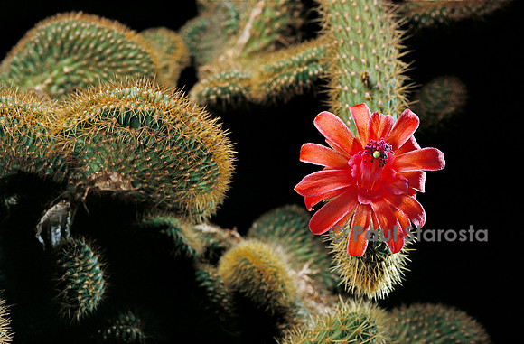 Cleistocactus winteri