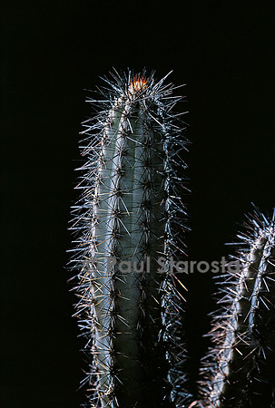 Cereus aethiops