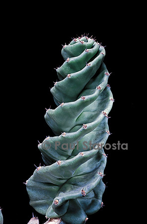 Cereus forbesii f. spiralis