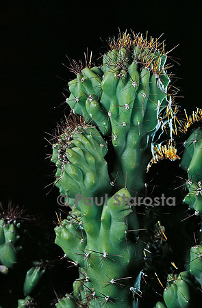 Cereus jamacaru f. monstruosa