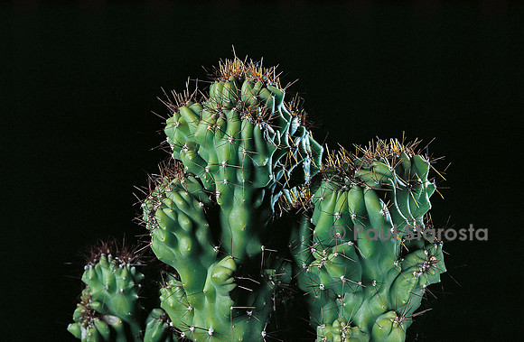 Cereus jamacaru f. monstruosa