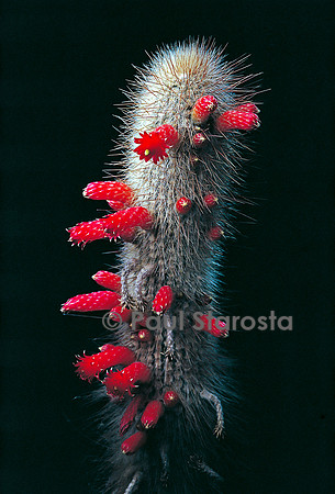Cleistocactus hyalacanthus