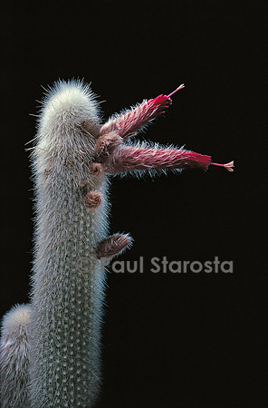 Cleistocactus strausii