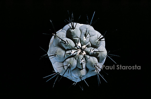 Copiapoa cinerea