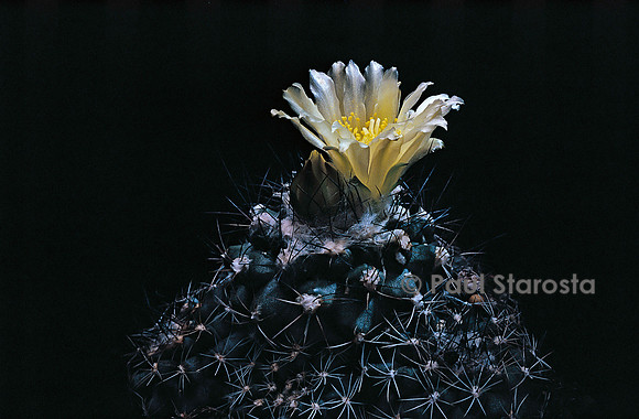 Copiapoa humilis