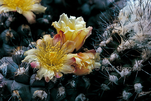 Copiapoa humilis 'Maritima'