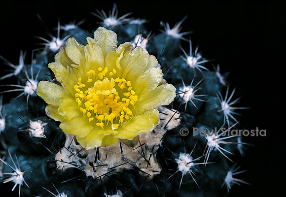 Copiapoa humilis ssp. tenuissima