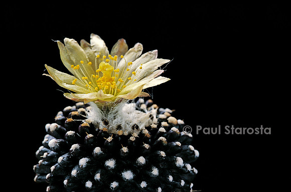 Copiapoa humilis ssp. tenuissima