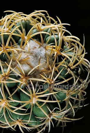 Coryphantha retusa