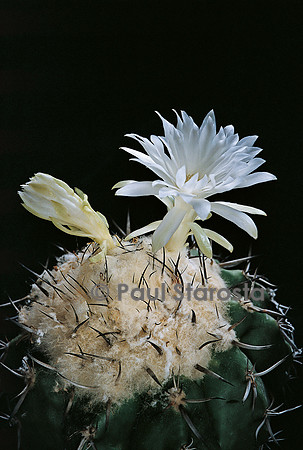 Discocactus alteolens