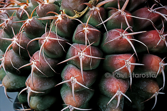 Discocactus hartmannii