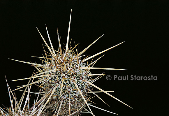 Echinocereus barthelowanus