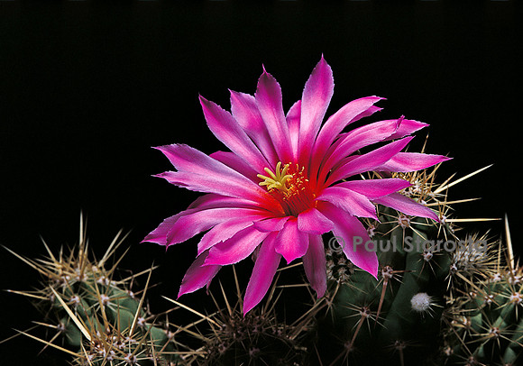 Echinocereus brandegeei