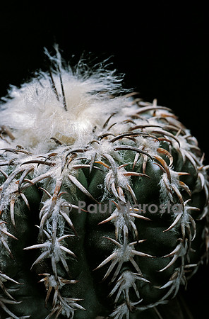 Discocactus horstii x Discocactus christallophillis