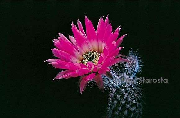 Echinocereus chisoensis