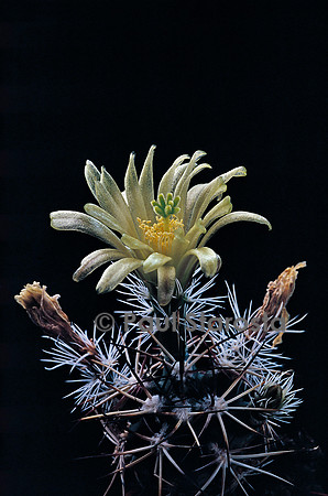 Echinocereus viridiflorus var. davisii