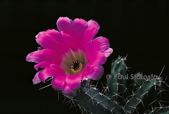 Echinocereus enneacanthus