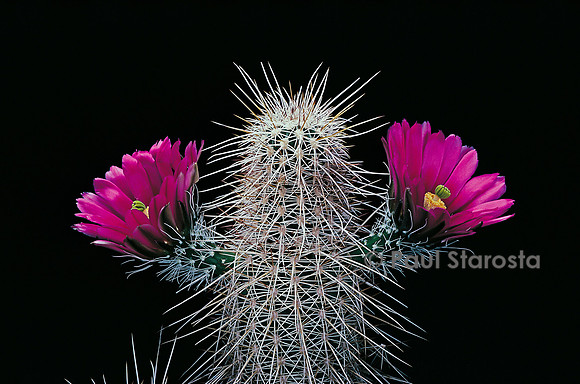 Echinocereus fendleri v. boyce-thompsonii
