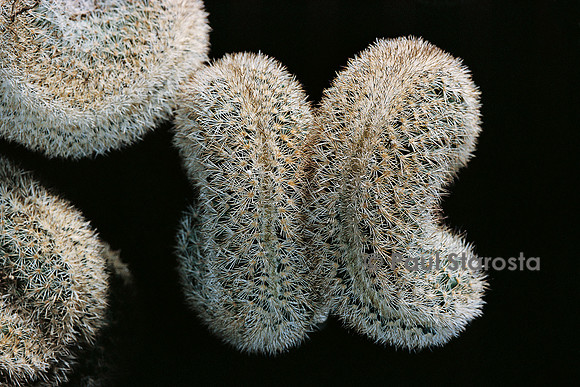 Echinocereus fitchii f. cristata